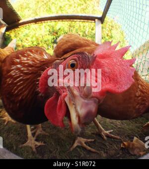 Closeup of Rhode Island Red hen Stock Photo