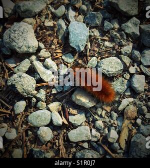 Virginian Tiger Moth caterpillar (Spilosoma virginica) in Southern Ontario, Canada Stock Photo