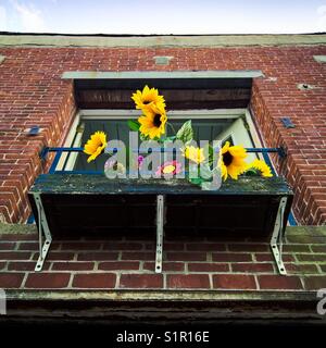Sunflowers decorating the balcony of a red brick house in Long Island City neighborhood of Queens, New York Stock Photo