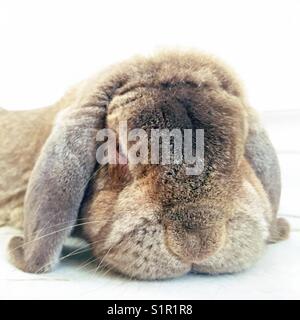 Closeup of French Lop Bunny face Stock Photo