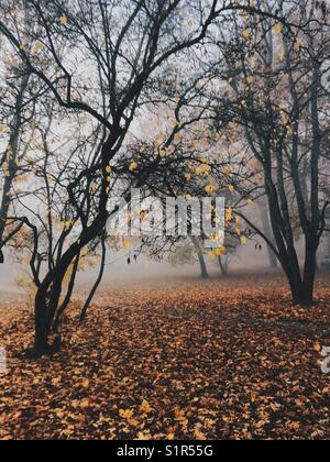 Misterious landscapic scene with trees in autumns fog. Stock Photo