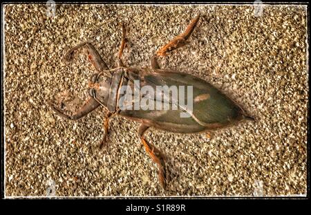 A Giant Water Bug (Lethoceros americanus) scurries over pavement...a real life monster with formidable jaws and pincers, but thankfully only 8 centimeters long Stock Photo