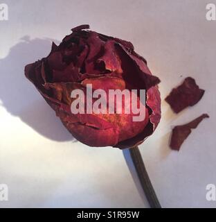 Dried red rose. Stock Photo