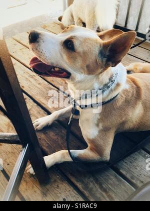 Happy dog Stock Photo
