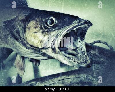 Taxidermied musky fish with open mouth showing teeth Stock Photo