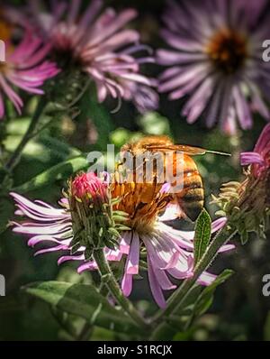 A bee gathers pollen from a purple cosmos flower Stock Photo - Alamy