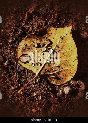 Fallen autumn leaf with water droplets. Stock Photo