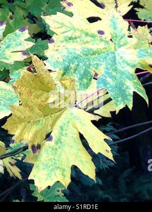 50 Shades of Green - (for autumn) Stock Photo