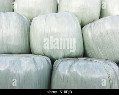 Stacked silage hay bales wrapped in white plastic foil Stock Photo