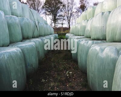 Two rows of stacked silage hay bales wrapped in plastic foil Stock Photo