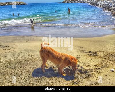A tan-coloured dog playing in the sand on a beach in Los Cabos, Mexico. Stock Photo