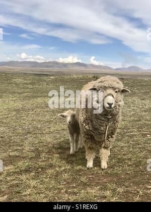 Baby and mama sheep Stock Photo