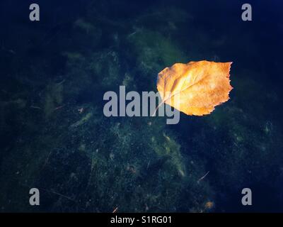 Yellow leaf floating on the dark waters of a lake on a sunny Autumn day. Stock Photo