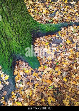 Mossy tree trunk in autumn Stock Photo