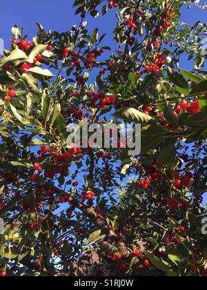Beautiful sour cherrie tree in the sunlight Stock Photo