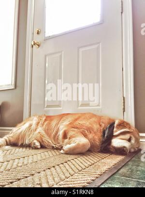 Old male Golden Retriever dog sleeping by house door waiting for owner to come home Stock Photo