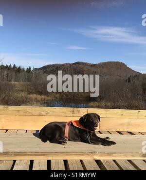Old Chocolate lab resting on a wooden bridge while hiking in the Adirondack Mountains. Stock Photo