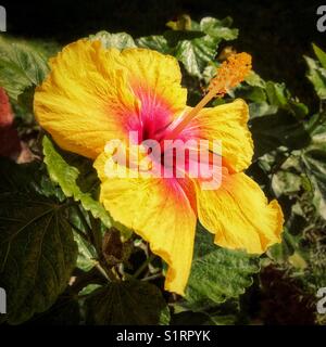 A yellow hibiscus flower with a scarlet colored eye is a showstopper in the garden. Stock Photo