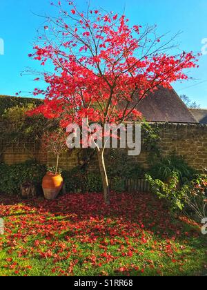Maple tree in a suburban garden in late autumn, with most leaves on the ground.