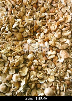 Mushrooms for sale. Marasmius oreades. Fairy ring mushrooms. Stock Photo