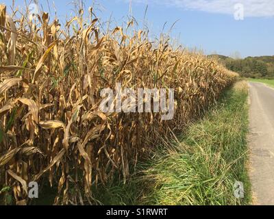 Corn field in Autumn, ready to reap Stock Photo