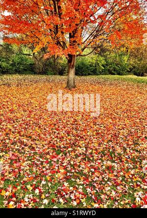 Autumn splendor, red maple leaves covering ground. Stock Photo