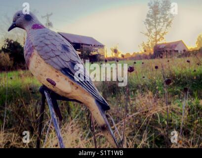 Decoy in North Carolina field Stock Photo