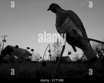 Dove silhouette in North Carolina sky Stock Photo