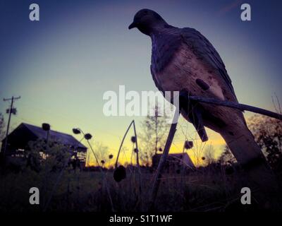 Dove decoy in North Carolina sunset Stock Photo