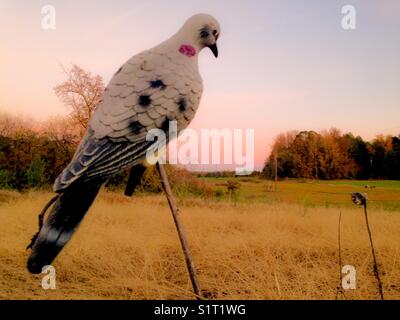 Grey decoy in North Carolina field Stock Photo