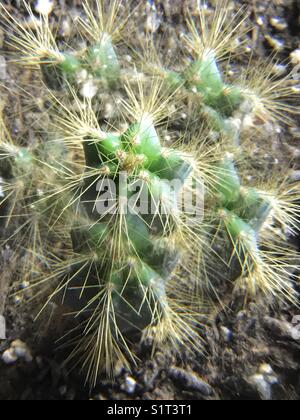 Desert star cactus plant Stock Photo - Alamy