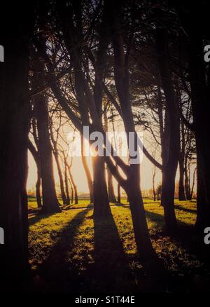 Sun peeping from behind trees in woodland and casting long shadows Stock Photo