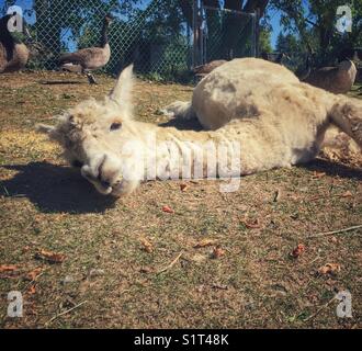White llama lying down in ground lifting head slightly Stock Photo