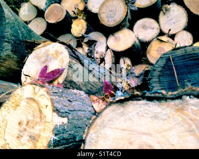 Stacked firewood in November Stock Photo