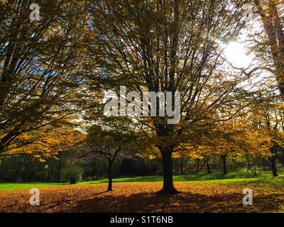 Waterlow Park in Highgate in London, England. Photo taken November 19 2017 Stock Photo