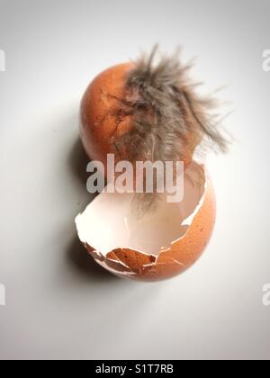 Hen's egg cracked open with a feather attached to it. Stock Photo