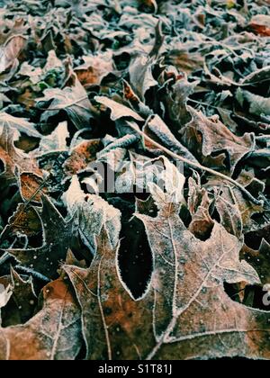 Autumn leaves on s frosty ground. Stock Photo