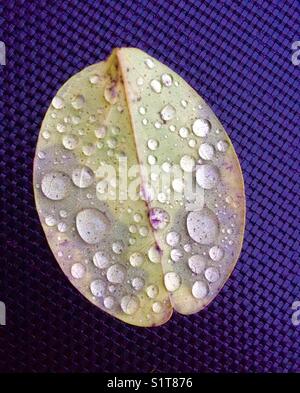 Rain drops on a leaf Stock Photo