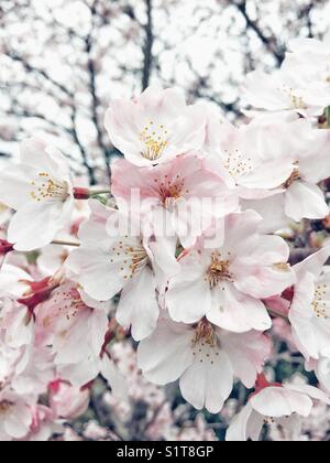 Sakura tree branch with flowers in full bloom in Japan Stock Photo