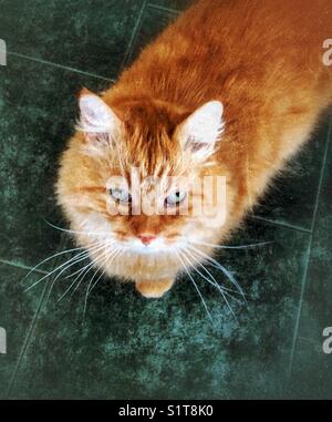 Orange long haired tabby pet cat with green eyes on green floor looking up Stock Photo