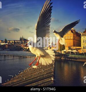 Prague Castle panorama with  two flying black-headed gulls Stock Photo