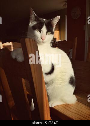 White cat with black markings sitting on table with paws perched on chair in the sun Stock Photo