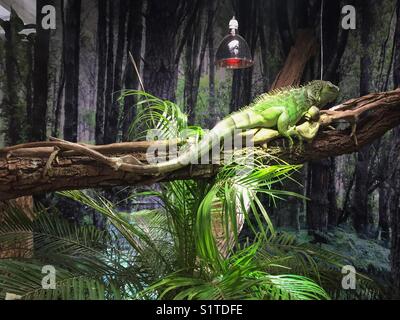 Iguana perched on a branch in terrarium Stock Photo