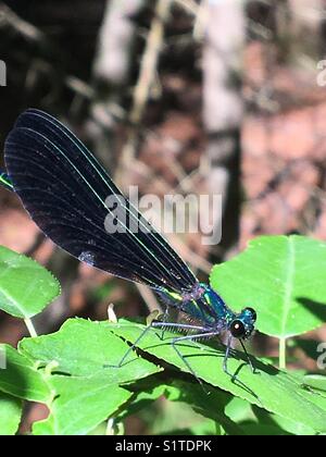 Dragon fly on leaf Stock Photo