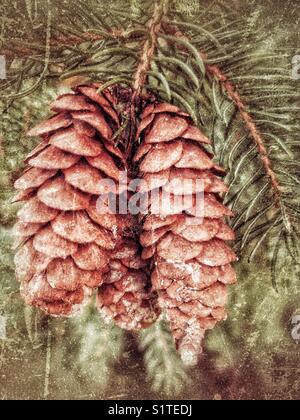 Spruce cones hanging off a spruce tree branch Stock Photo