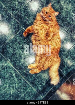 Creative textured image of large fluffy orange tabby cat laying on tile floor Stock Photo