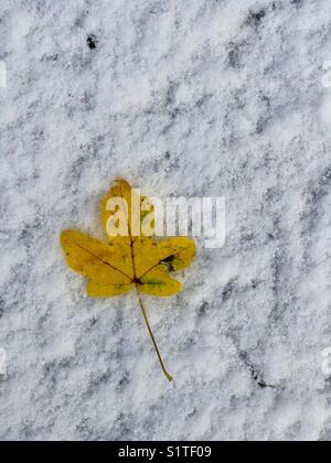 Single yellow leaf on snow Stock Photo
