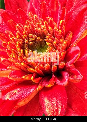 Red chrysanthemum flower macro Stock Photo