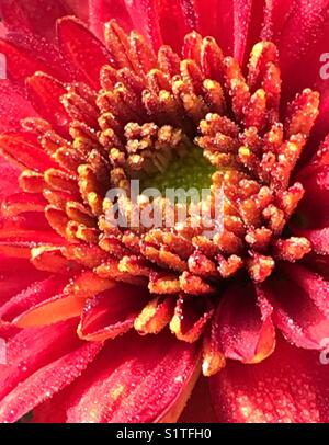 Red chrysanthemum flower macro Stock Photo