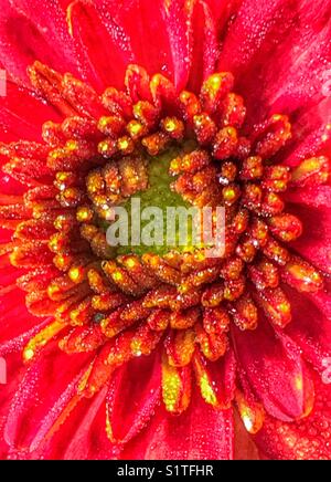 Red chrysanthemum flower center macro